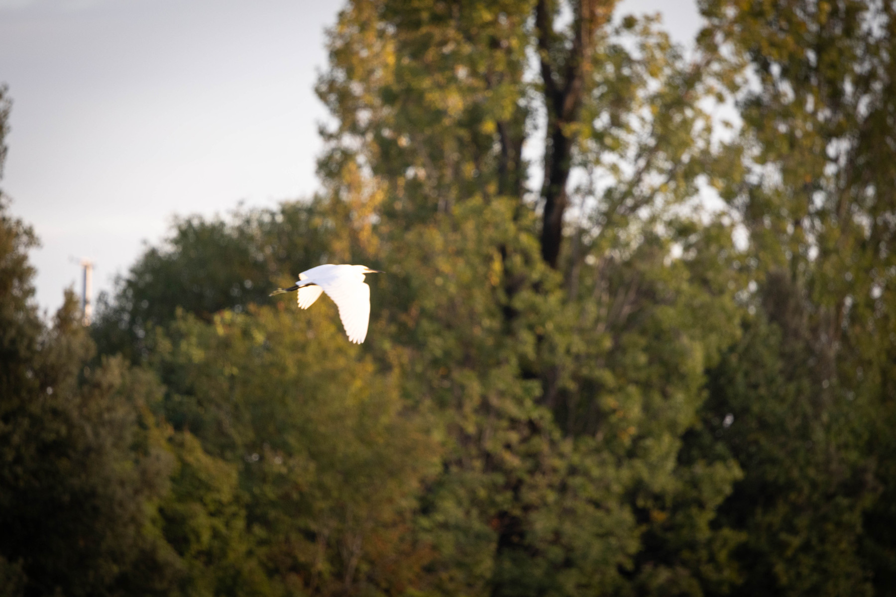 MonfalconeIMG_6208