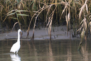 MonfalconeIMG_6172