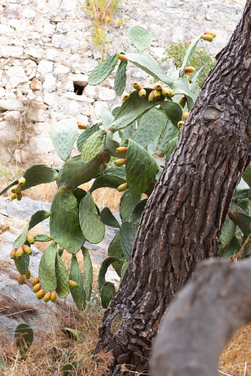 hvar-IMG_5892