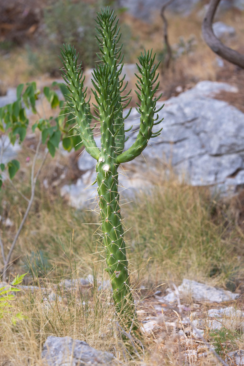 hvar-IMG_5897