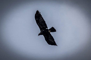IMG_5517